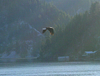 [Eagle flying above the lake's water.]